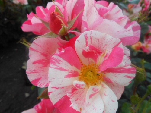 Rosa mind games - games',