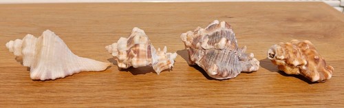 Small conch sea shells - conch,