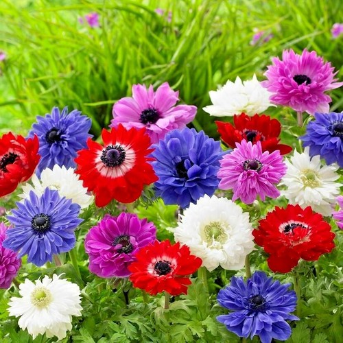 Double poppy anemone st - x,