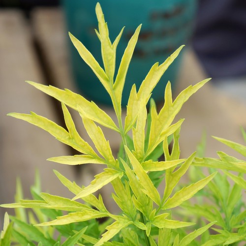 Sambucus golden tower - 'golden, tower'