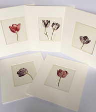 X5 RORY McEWEN ORIGINAL LITHO BOOK PLATES FROM W BLUNTS TULIPS & TULIPMANIA 1977