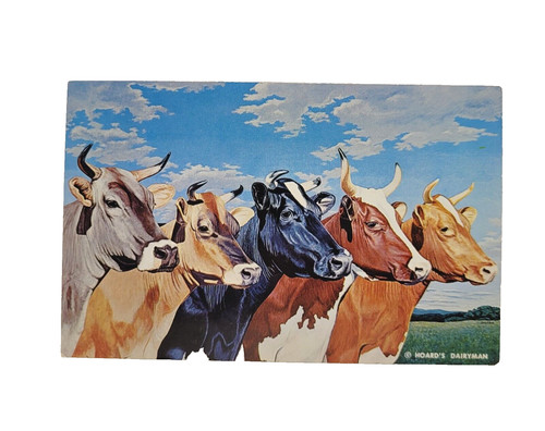 Dairy cattle five queens cows - dairy,