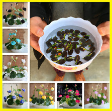 5Pcs Bowl Lotus Flower Seeds