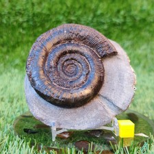 Dactylioceras Tenuicostatum