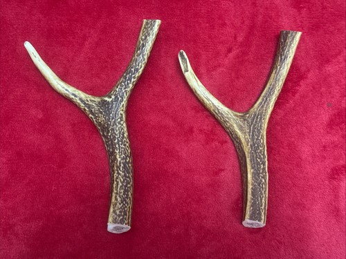 Pieces sika deer antlers - pieces,