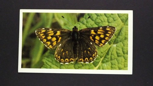 Grandee cigar card - 1, x