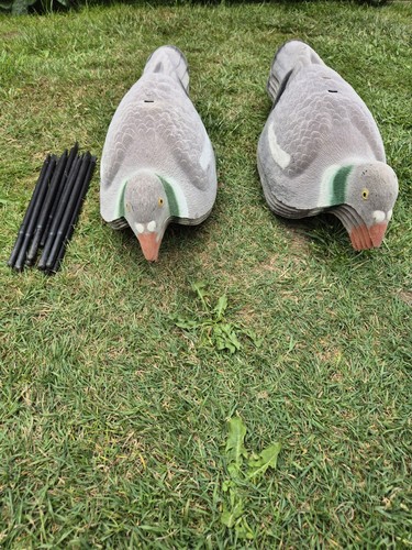 Jumbo pigeon shells - jumbo, x