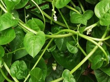 Chinese Spinach 'Malabar Spinach' Saan Choy/Pui Shak/Basella Alba. 5 Fresh Seeds