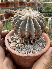 Large Geohintonia mexicana