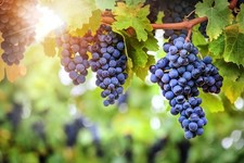 Grape Plants - 'Zilga' - 1 x