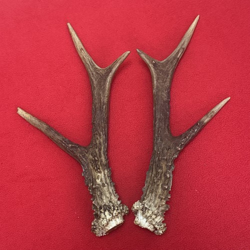 Pair roe deer antlers 224g - deer,