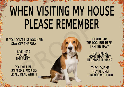 Funny dog beagle - funny,