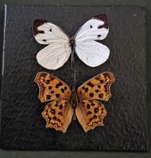 Butterfly Framed Entomoligy