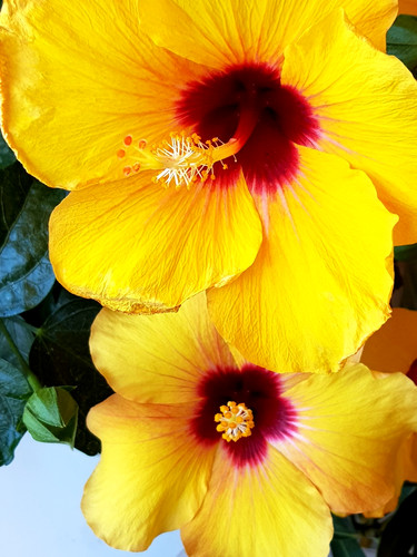 Yellow hibiscus big - ,,
