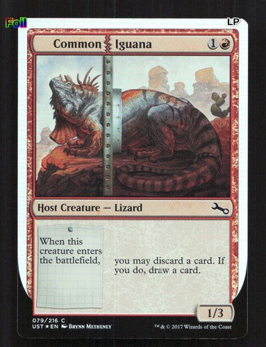 Common iguana foil 79 - iguana,
