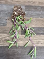 Ruby Necklace Plant Othonna capensis trailing succulent plant starter plant