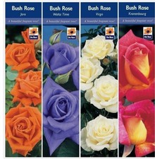 BARE ROOT Roses Fragrance