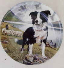 Border Collie - Tyke-Royal