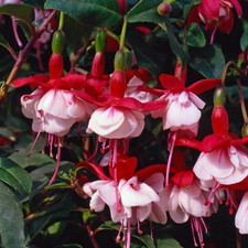 3 x Fuchsia 'Snowcap' -