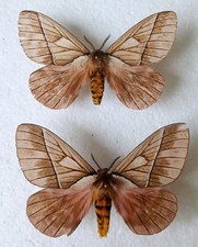 Pink Winged Moths Set x2 (A-/A2) Entomology Ideal For Framing 