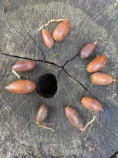 10 x Acorns germinated 2025 seeds  English Oak Tree Sprouted Acorns Grow Oak