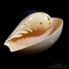 Large Melon Bala Bala Shell