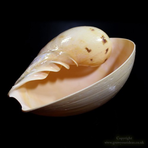 Large melon bala shell - melon,