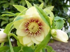 Hellebore Double Yellow Spotted x 5 Pack - 5cm Plug Plants - FREE Postage