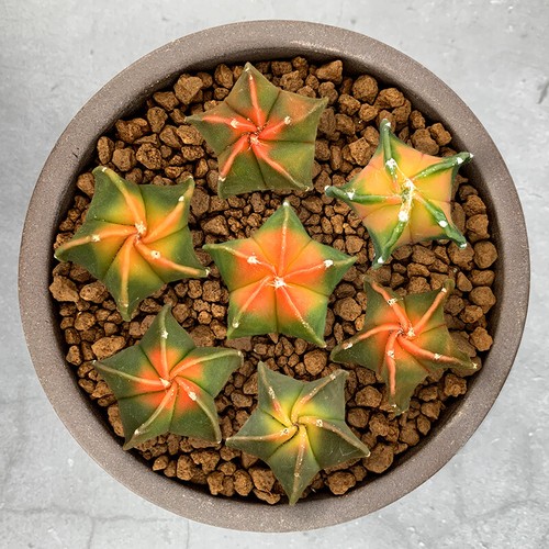 2cm succulent cactus plant - cactus,