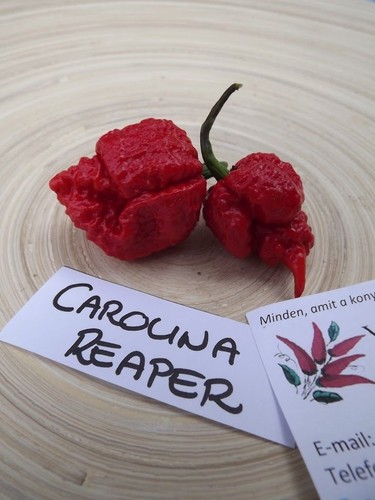 Carolina reaper chili - reaper, 5+