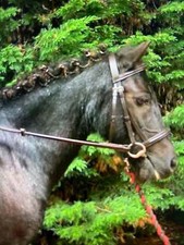 Very Pretty Pony & Small Pony