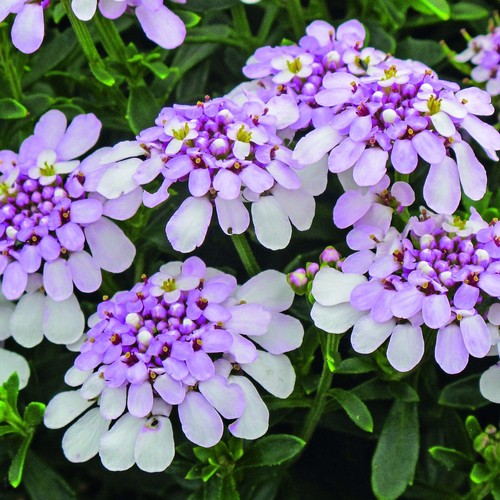 Iberis pink ice candytuft - pink,
