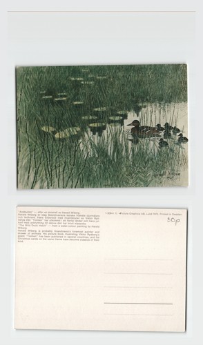 Postcard wild duck - postcard,