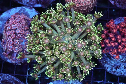 Venus fly trap - venus,