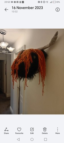 Highland bull head - bull, wall