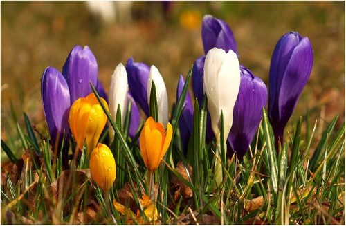 Mixed crocus spring - x,