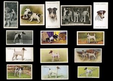 SMOOTH FOX TERRIER SFT DOG