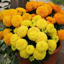 Marigold African - Dune Mixed