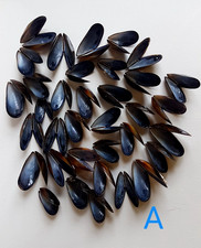 35 Whole Scottish Mussels