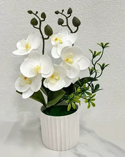 Potted Cream Silk Butterfly
