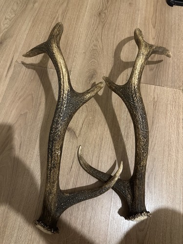Pair red deer - deer,