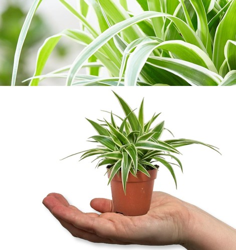 Spider plants chlorophytum - x,