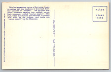 c1940s California Beavertail