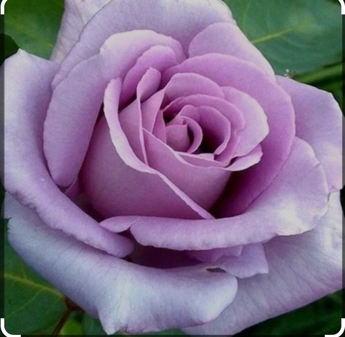Blue moon gorgeous lilac - blue, /lilac