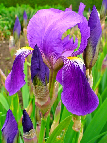 Blue fragrant iris - blue,