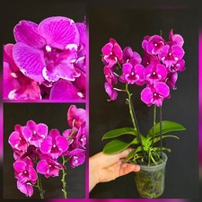 Phalaenopsis Orchid Peloric