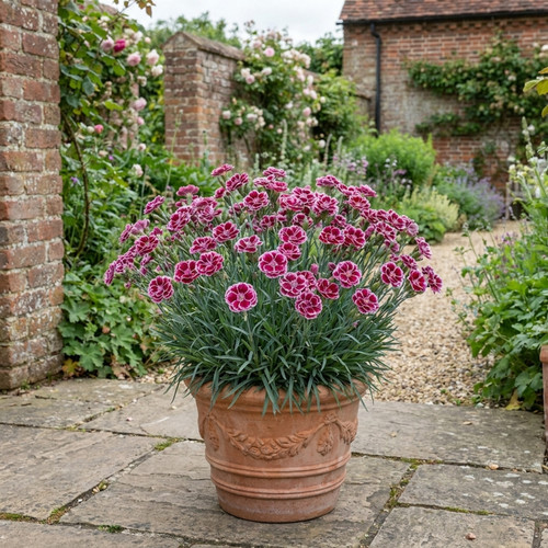 Dianthus sugar plum pot - dianthus,