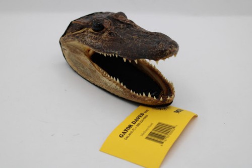 Nwt gator daves taxidermy - daves,