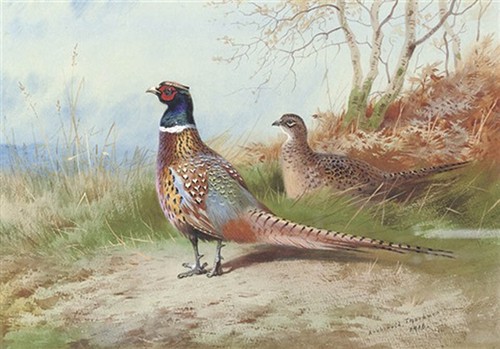 Archibald thorburn print a - archibald,