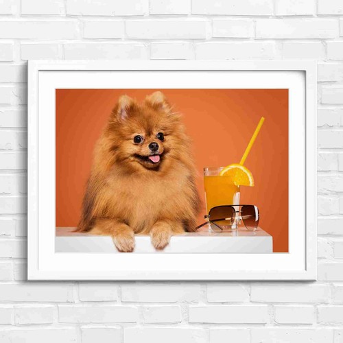 Cute fluffy brown - fluffy, pomeranian